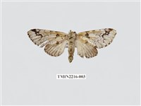 藏品(平波舟蛾)的圖片